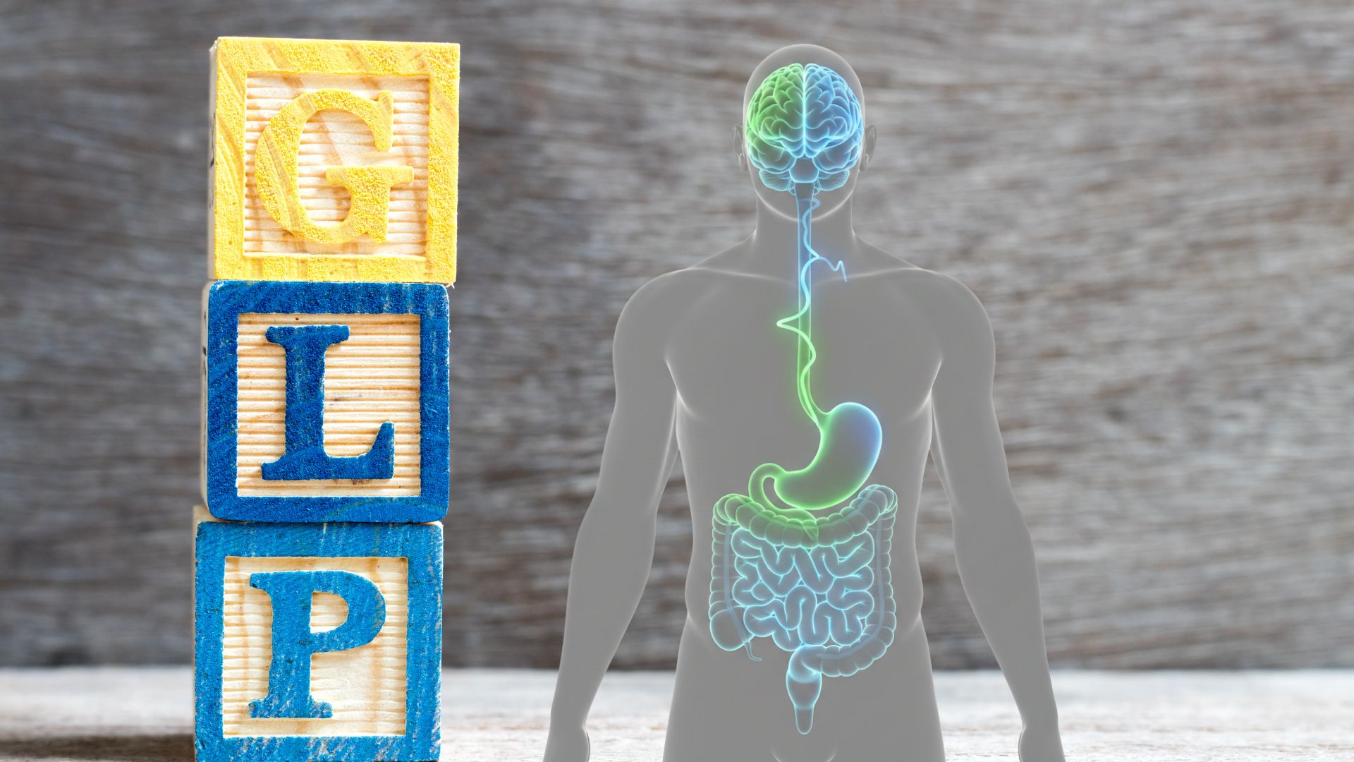 Translucent human torso illustration highlighting brain and digestive system connection representing GLP-1 medication effects