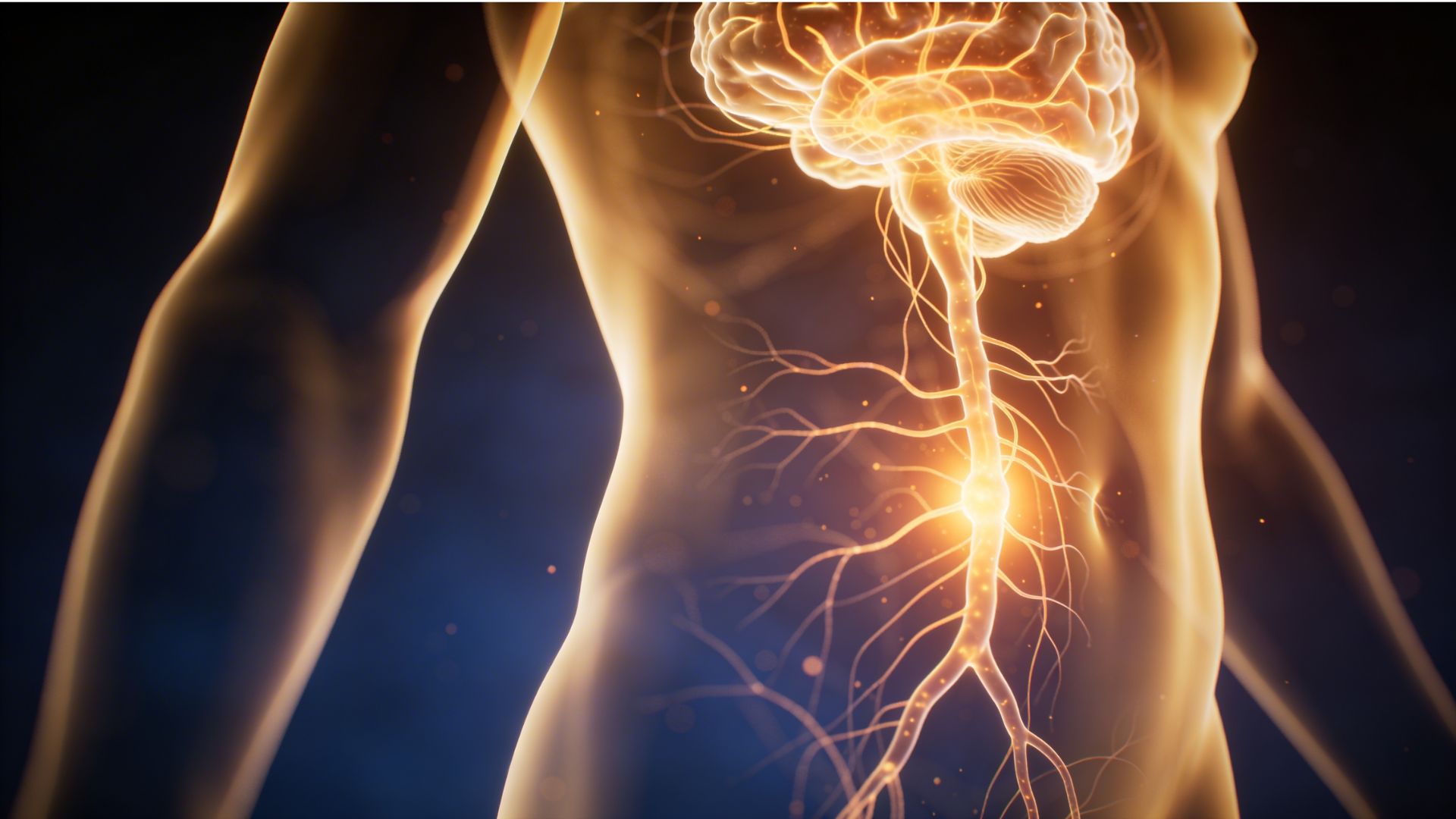 Illustration of the human body showing glowing neural connections between the gut and the brain, representing the microbiome's role in neurotransmitter production