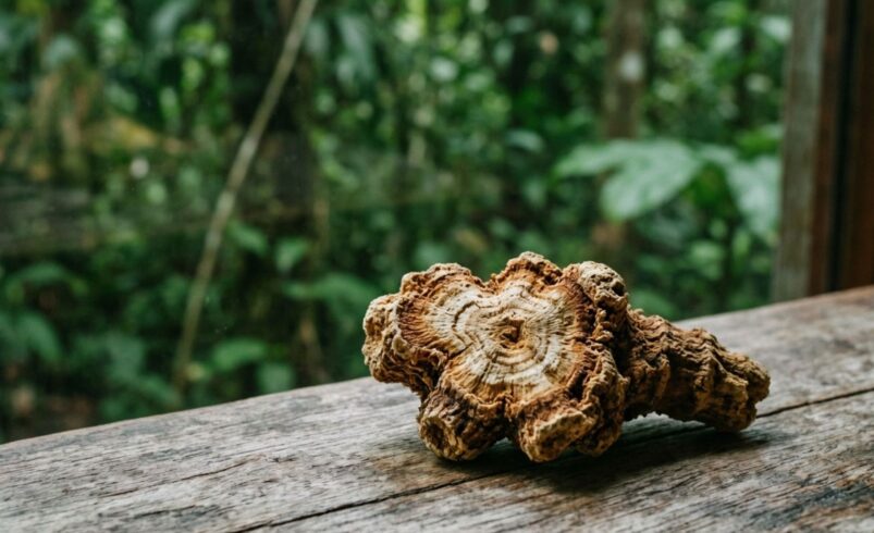 Tongkat ali for testosterone: does the research hold up?